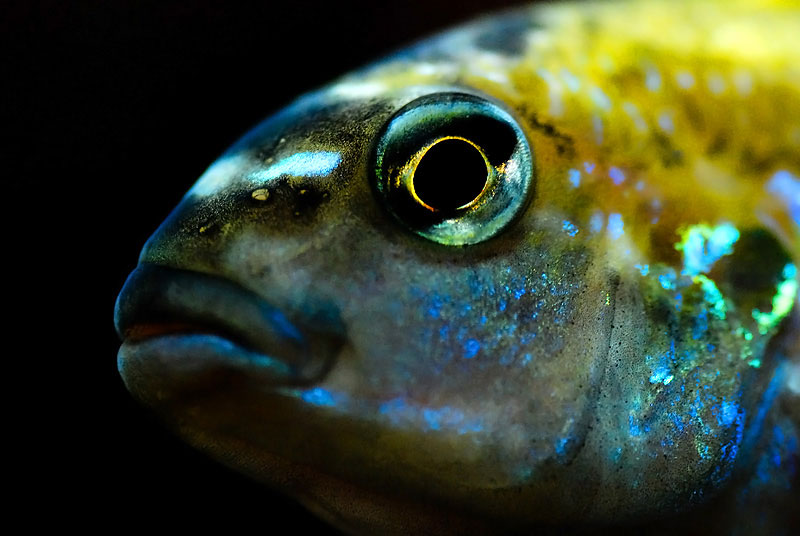 Der Stumme Schrei Der Fische