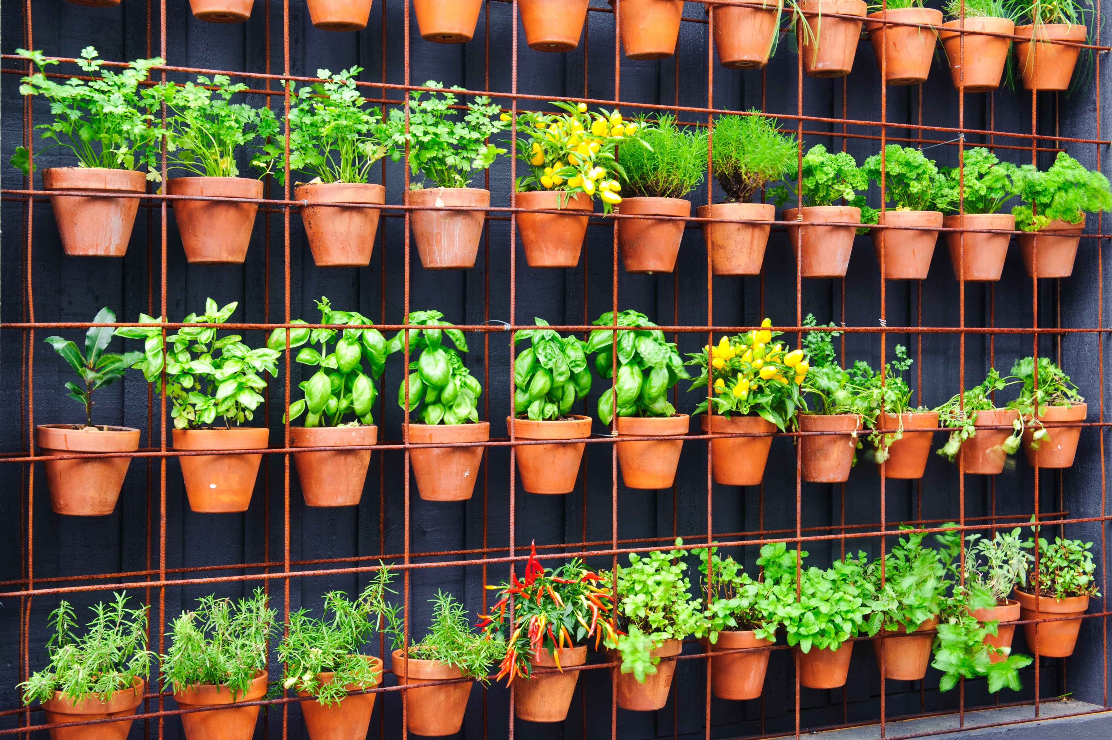 Do It Yourself: Hängender Kräutergarten